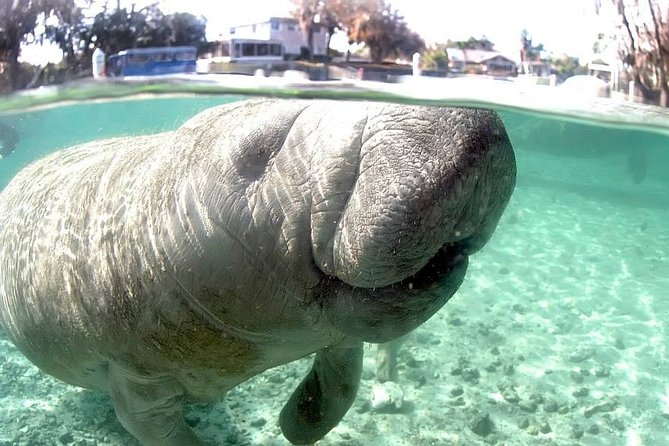 3 Hour Swim With Manatees in Florida - Common questions