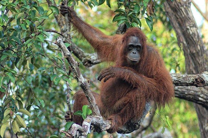 4-Day Private Orangutan and Bornean Primates Tour From Pangkalanbuun - Understanding the Cancellation Policy