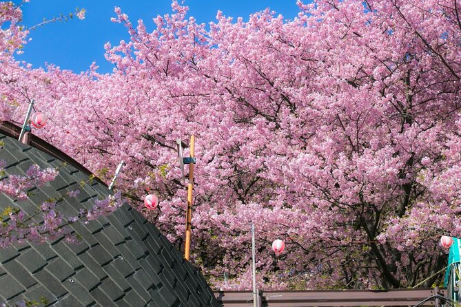 4 Hour Private Cherry Blossom "Sakura" Experience in Nagasaki - Sum Up