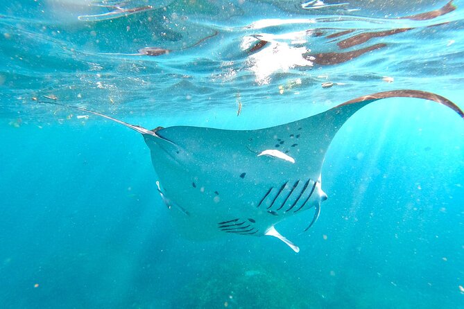4 Spots Snorkeling Tour With Manta Rays in Nusa Penida - Tour Schedule