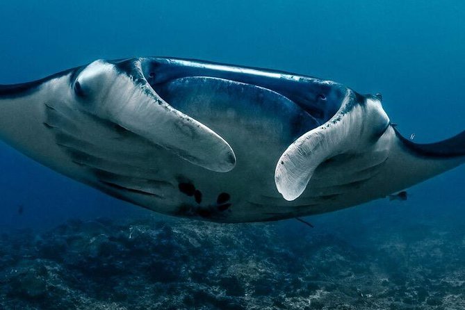 5 Fun Dives in Nusa Lembongan (For Certified Divers) - Swim With a Mola Mola - Dive Site: Blue Corner
