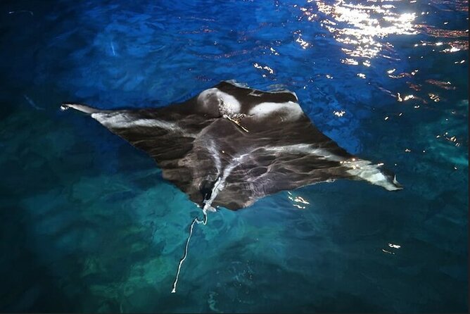 6 Passenger Maximum Manta Ray Night Snorkel in Kailua-Kona, HI - Customer Experiences