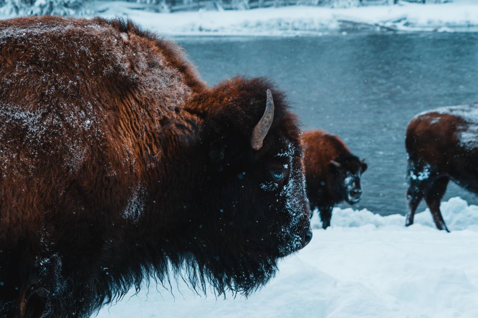 9-Day Winter Yellowstone Tour With Southern Utah and Arizona - Experience Inclusions