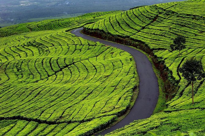 Active Volcano, Rice Field, Hot Spring, Fruit Market, Tea Plantation With Lunch - Tour Highlights Overview