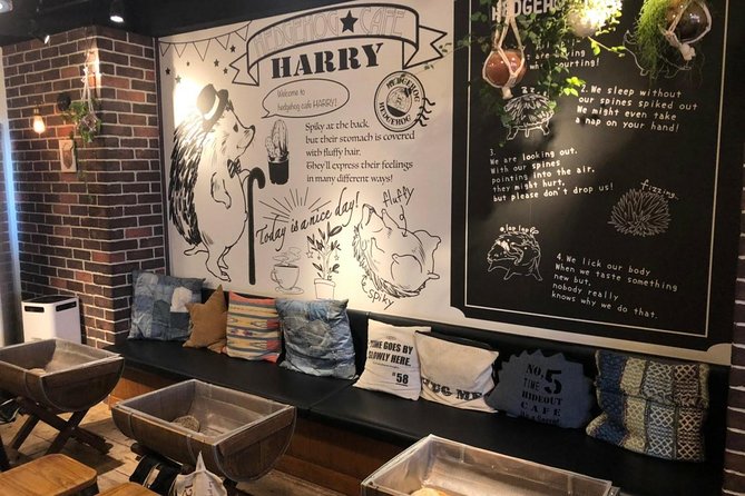 Admission to Hedgehog Cafe in Harajuku - Hedgehog Interaction