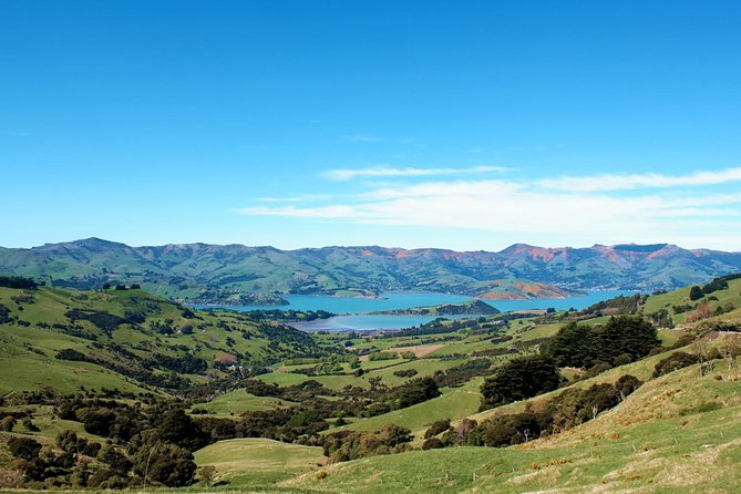 Akaroa and Banks Peninsula Wild Penguins Tour - Pickup and Drop-off