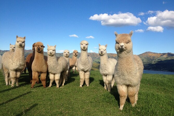 Akaroa Eco-Safari With Alpaca Farm Tour and Wine Tasting - Itinerary