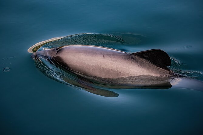 Akaroa Private Day Tour From Christchurch (Carbon Neutral) - Booking and Confirmation