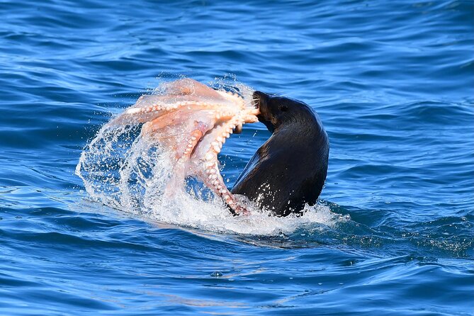 Akaroa Wildlife Cruise - Booking Information and Pricing