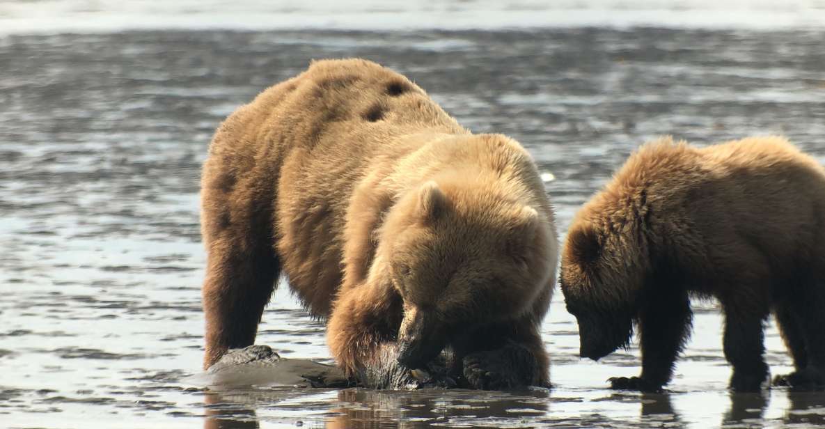 Alaska 9 Day Ocean Wildlife to Interior Wilderness Adventure - Denali National Park Visit