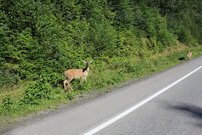 Alaska Native Cultural Immersion Experience and Ketchikan Tour - Tour Highlights