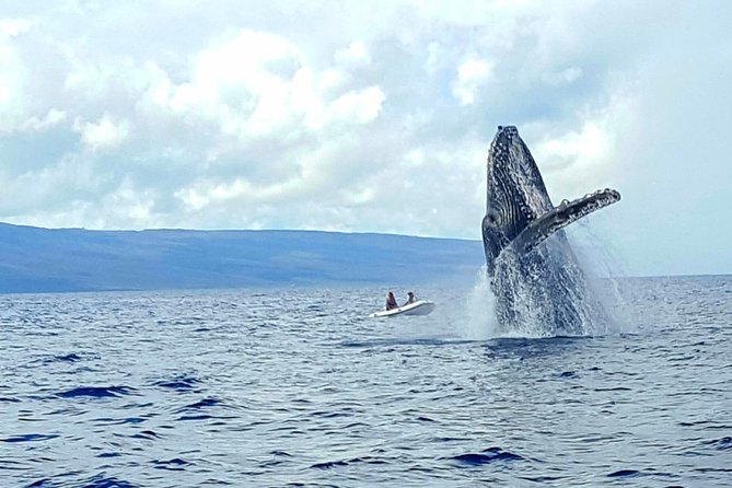 Alii VIP Whale Tour - Inclusions and Experiences