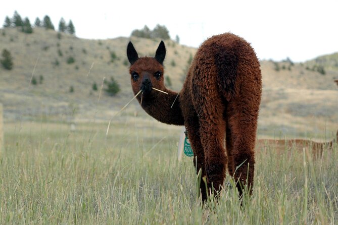 Alpaca and Llama Farm Tour - Pricing and Duration