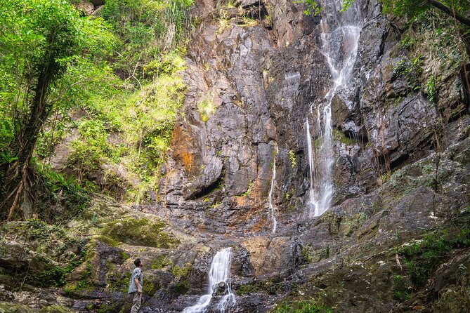 Amazing Daintree Rainforest Tour Waterfall Hike, Lunch, Swim & Crocodile Cruise - Customer Reviews