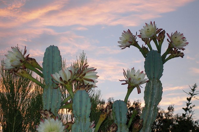 Apache Trail and Dolly Steamboat Van Tour - Cancellation Policy