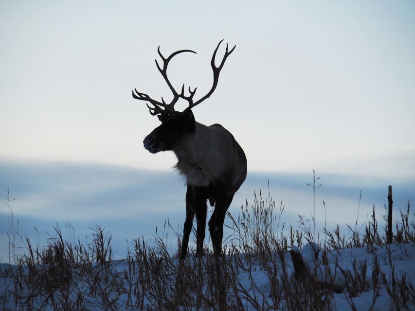 Arctic Day: Wildlife & Hot Springs Half Day - Explore Yukon Wildlife Preserve