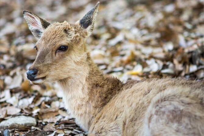 Arima Onsen, TōDai-Ji, Kobe Sanda Outlets & Nara Park From Osaka - Nara Park Wildlife Encounter