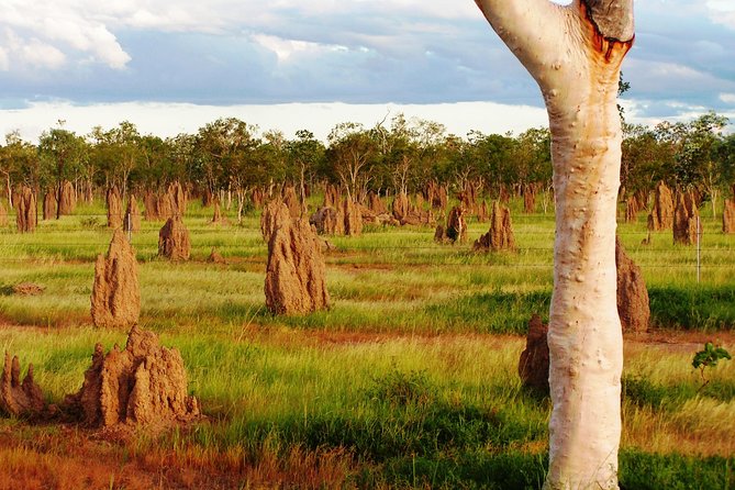 Atherton Tablelands Small-Group Food & Wine Tasting Tour From Port Douglas - Pricing and Booking Information