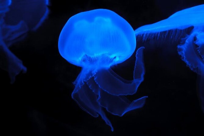 Auckland Bioluminescence Kayak Tour - Booking Details