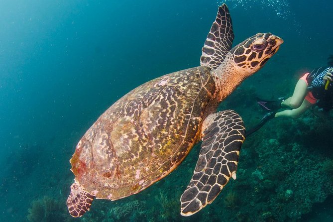 Bali Diving for Beginners: Tulamben Liberty Wreck - Meeting Point and Pickup Details