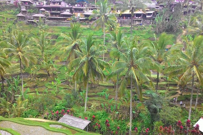 Bali Hindu Temple, Rice Terrace, Waterfall With Lunch - Rice Terrace Exploration