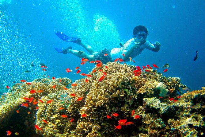 Bali Menjangan Island Snorkeling Day Tour - Additional Information