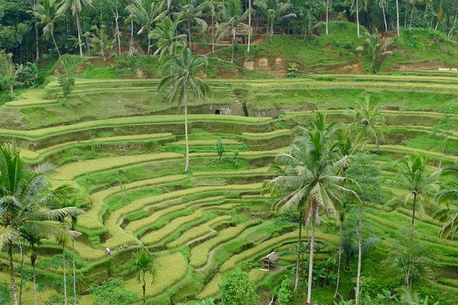 Bali Private Inclusive Tour : The Best Of Ubud With Jungle Swing - Pricing Details