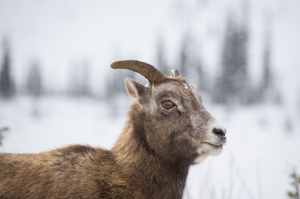 Banff: Best of Banff Nature Walk - 2hrs - Detailed Itinerary