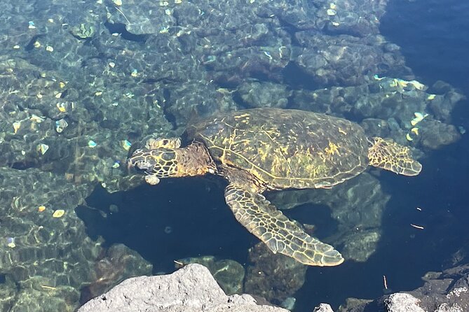 Beach Snorkel - Sea Turtle and Black Sand Lagoon - Meeting Point and Check-in Information
