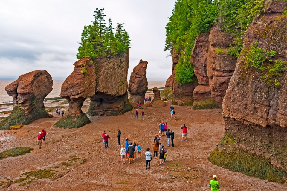 Best of Hopewell Rocks & Fundy National Park From Moncton - Experience Insights