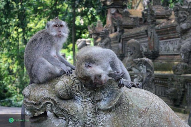 Best of Ubud Tour With Waterfall, Rice Terraces & Monkey Forest Including Lunch - Rice Terraces Experience