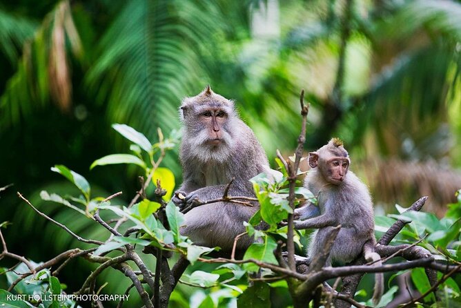 Best of Ubud With Monkey Forest, Rice Terrace, Temple, Waterfall - Ubud Water Palace