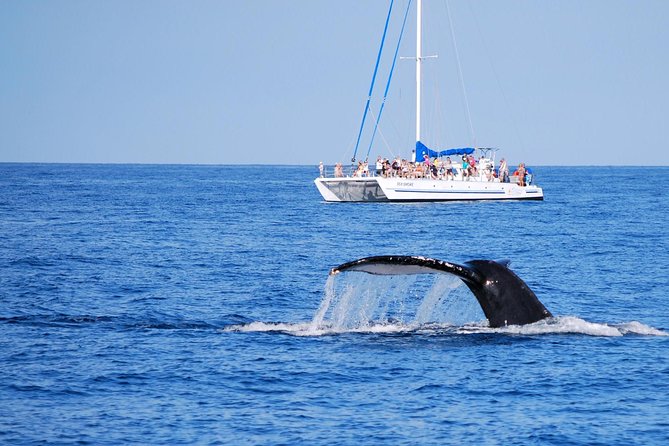 Big Island Kohala Coast Morning Whale Watch Cruise  - Big Island of Hawaii - Expert Naturalist Commentary