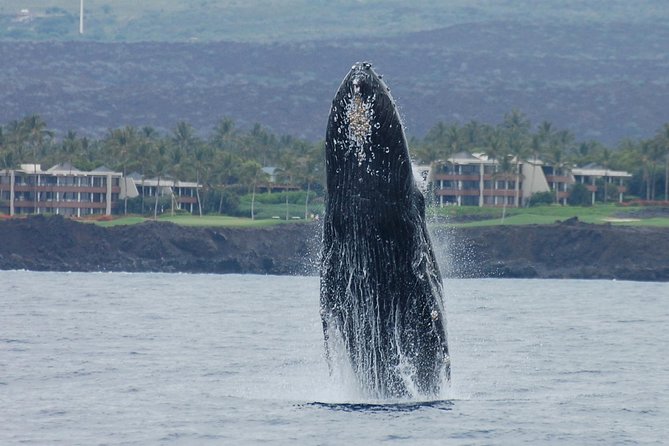 Big Island Kohala Coast Sunset Whale Watch Cruise  - Big Island of Hawaii - Whale Watching Excitement