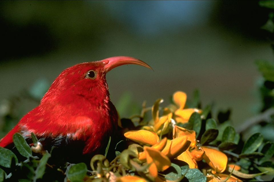 Big Island: Native Bird Watching & Hiking Tour - Experience Highlights