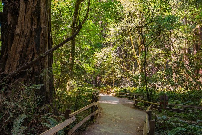 Bike the Golden Gate Bridge and Shuttle Tour to Muir Woods - Shuttle Tour to Muir Woods