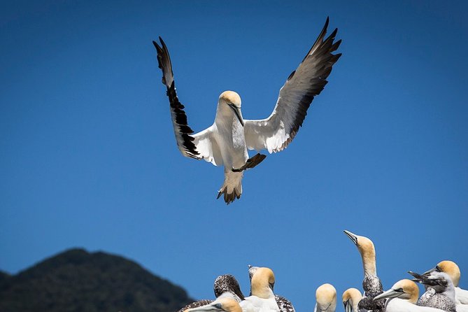 Bird Watching and Dolphin Eco-Tour From Picton - Small-Group Ecotour Experience