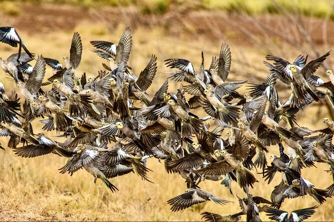 Birds of the Pilbara: Guided Birdwatching Walk, Roebourne  - Karratha - What To Expect