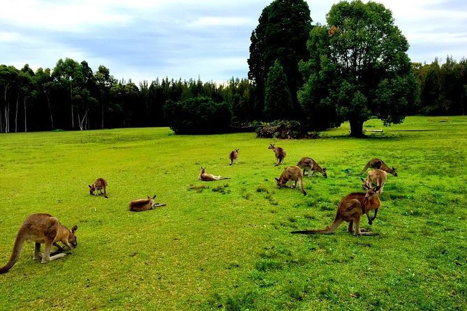 Blue Mountains Into The Wild Overnight Camping 4WD Off Road Wilderness Adventure - Booking Process