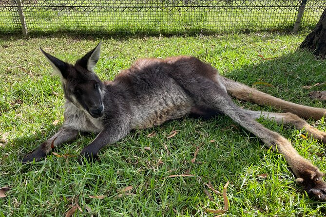 Blue Mountains Wildlife Full-Day Sights and Hiking From Sydney - Traveler Testimonials