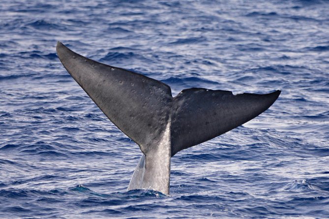 Blue Whale Perth Canyon Expedition - Traveler Feedback Summary