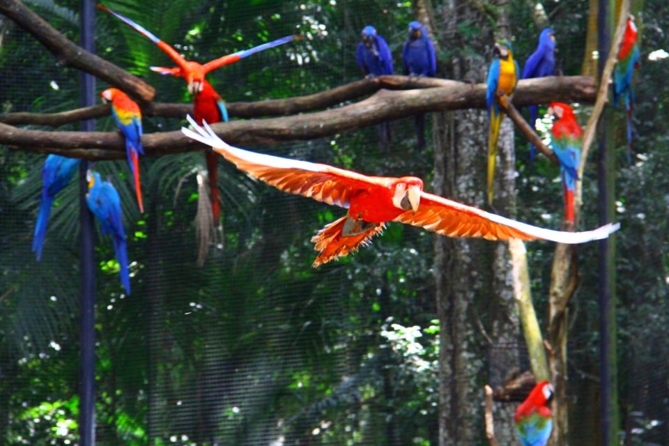 Brazilian Falls, Bird Park and Itaipu Dam - Hydroelectric Power and Engineering Marvel