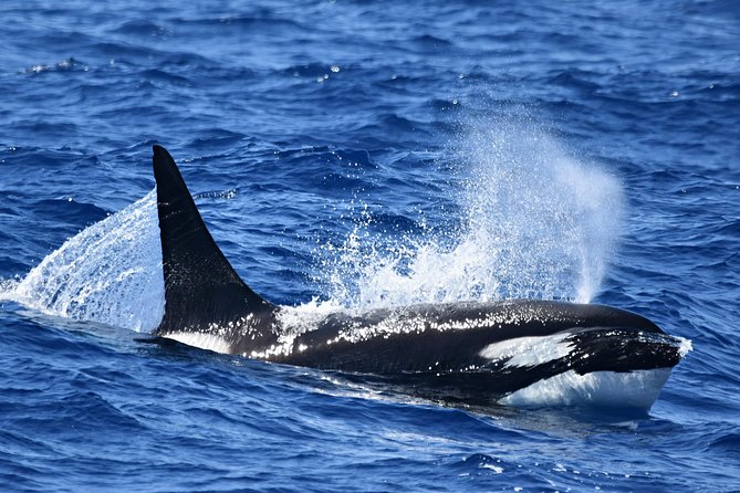 Bremer Bay Orca Experience - Customer Support Details