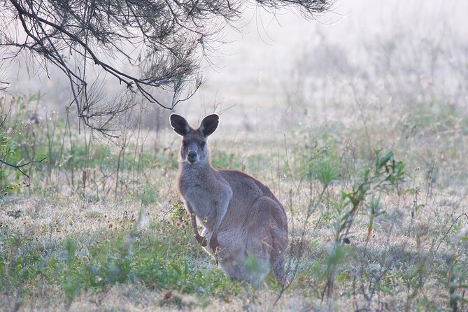 Brisbane: Wildlife and Wilderness Private Coastal Tour - Pickup and Transportation