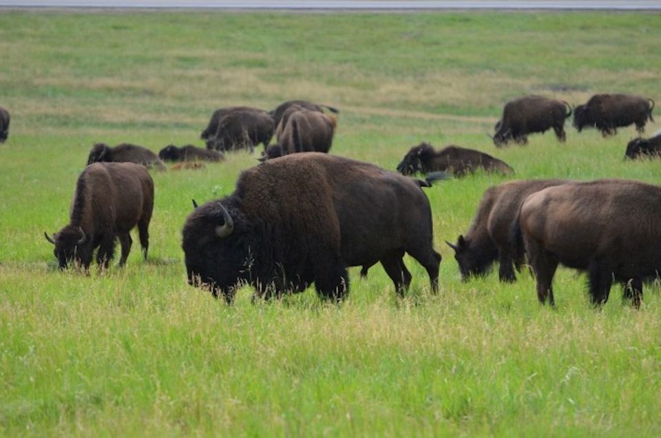 Buffalo Jeep Safari & Mammoth Site Tour - Common questions