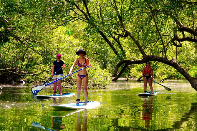 Byron Stand Up Paddle Nature Tour - Guided Wildlife Spotting