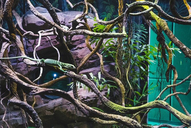 Cairns Aquarium by Twilight Tour - Traveler Resources