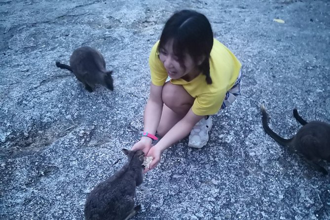 Cairns Hidden Gems, Historic Village Herberton and Tableland - Wallabies at Granite Gorge Nature Park