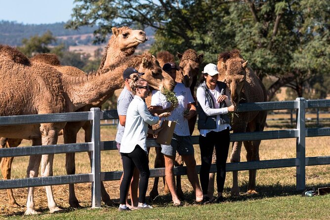 Camel Farm Tour and Taste - Important Tour Information