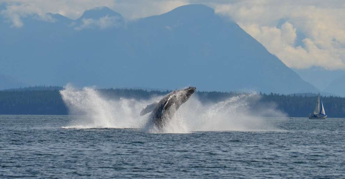 Campbell River: 6-Hour Whale Watching Boat Tour - Tour Information